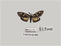 藏品(史氏狹翅螢斑蛾)的圖片